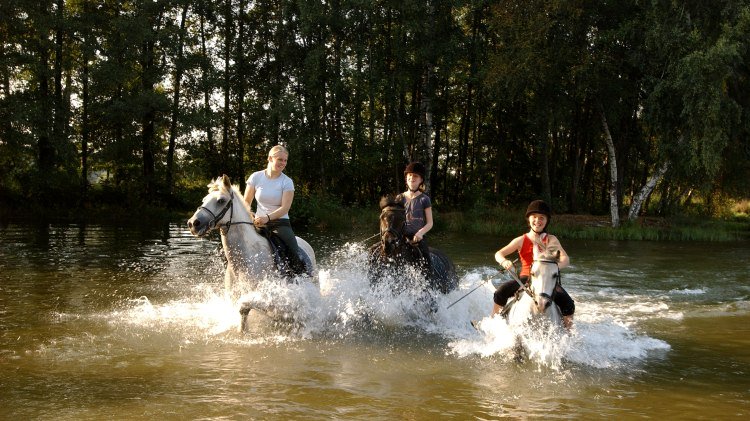 Horses, © Matthias Niehues