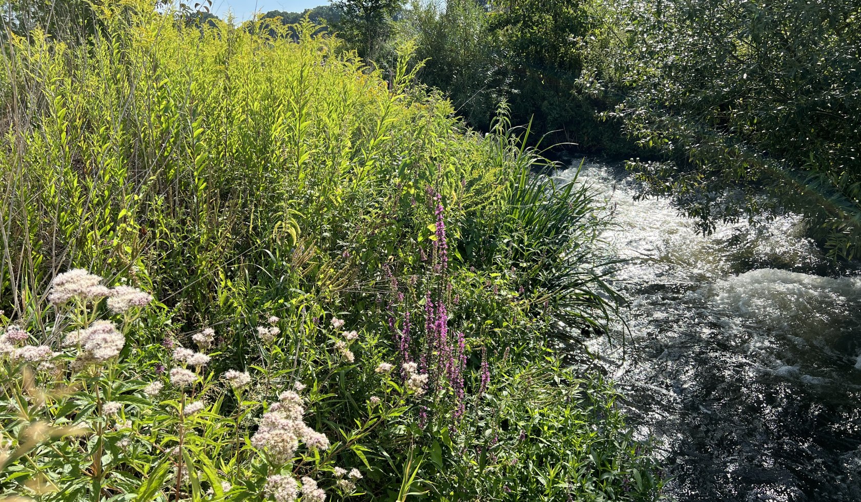 hornbostel_hutweide_cbysa_eb_20220804_13, © Lüneburger Heide GmbH