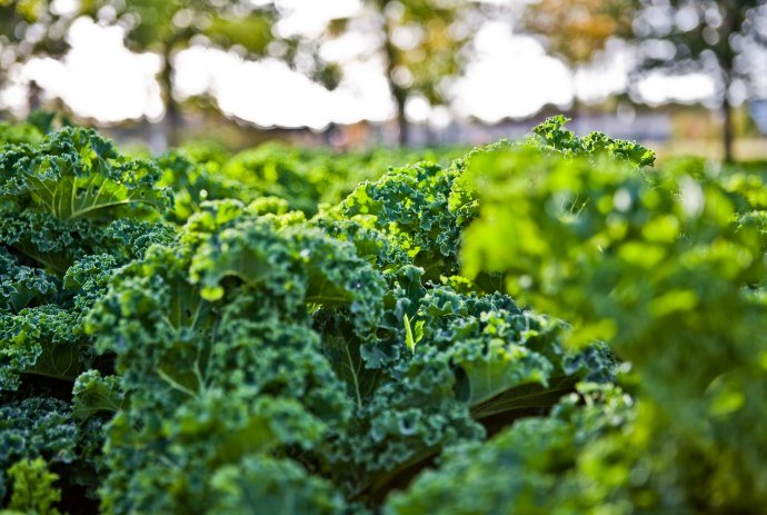 Kale field, © Tourismusmarketing Niedersachsen GmbH