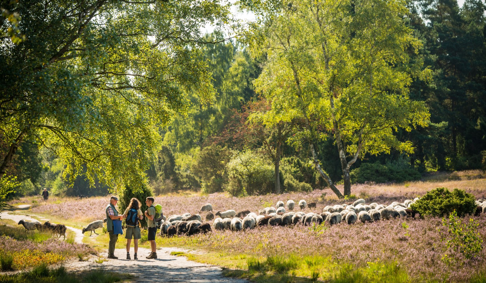 Hikers meet a shepherd in the Lüneburger Heide, © Lüneburger Heide GmbH / Dominik Ketz