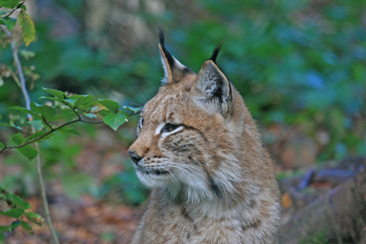 The lux is back in the Harz mountain, © Nationalpark Harz / Siegfried Richter