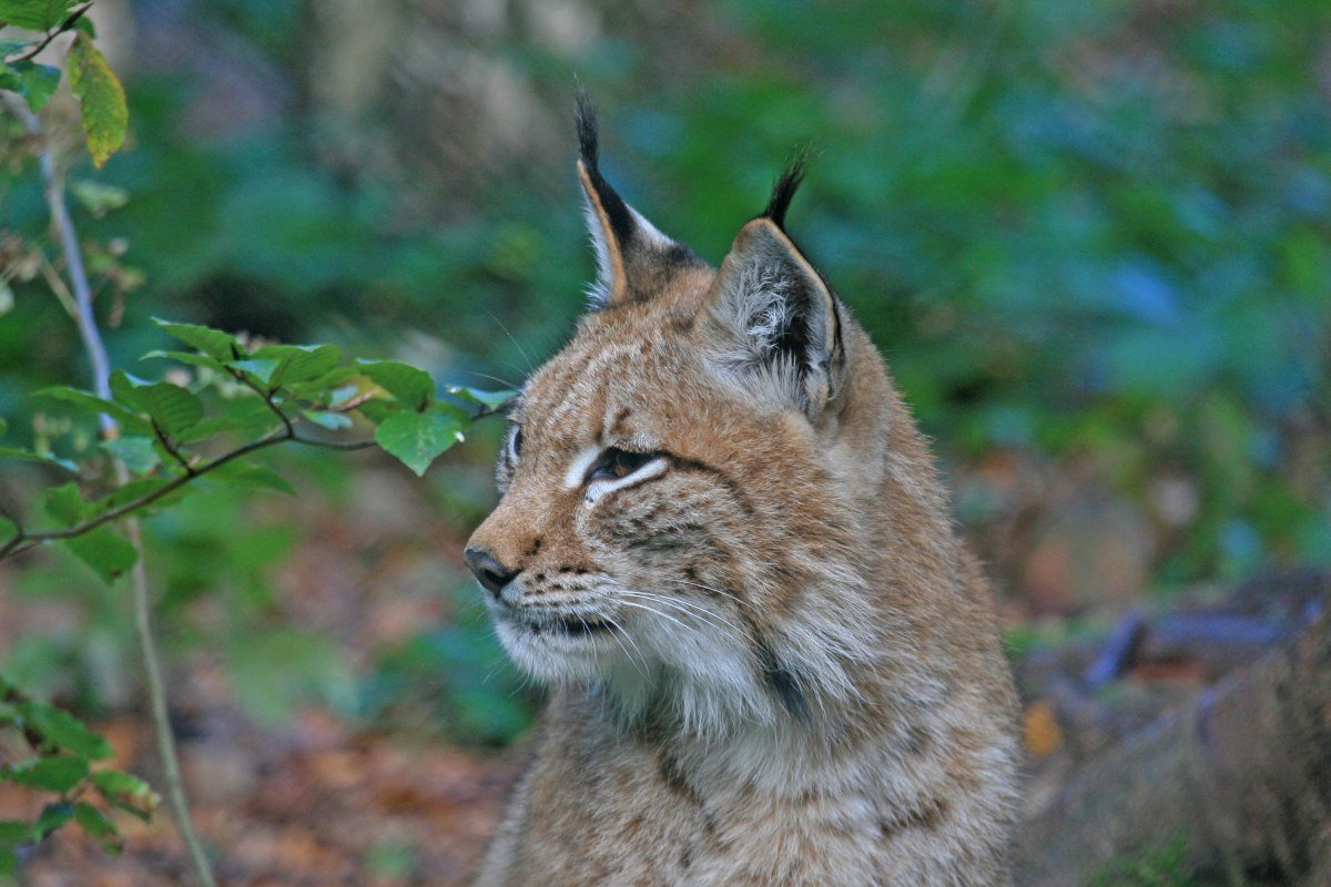 The lux is back in the Harz mountain, © Nationalpark Harz / Siegfried Richter The lux is back in the Harz mountain, © Nationalpark Harz / Siegfried Richter