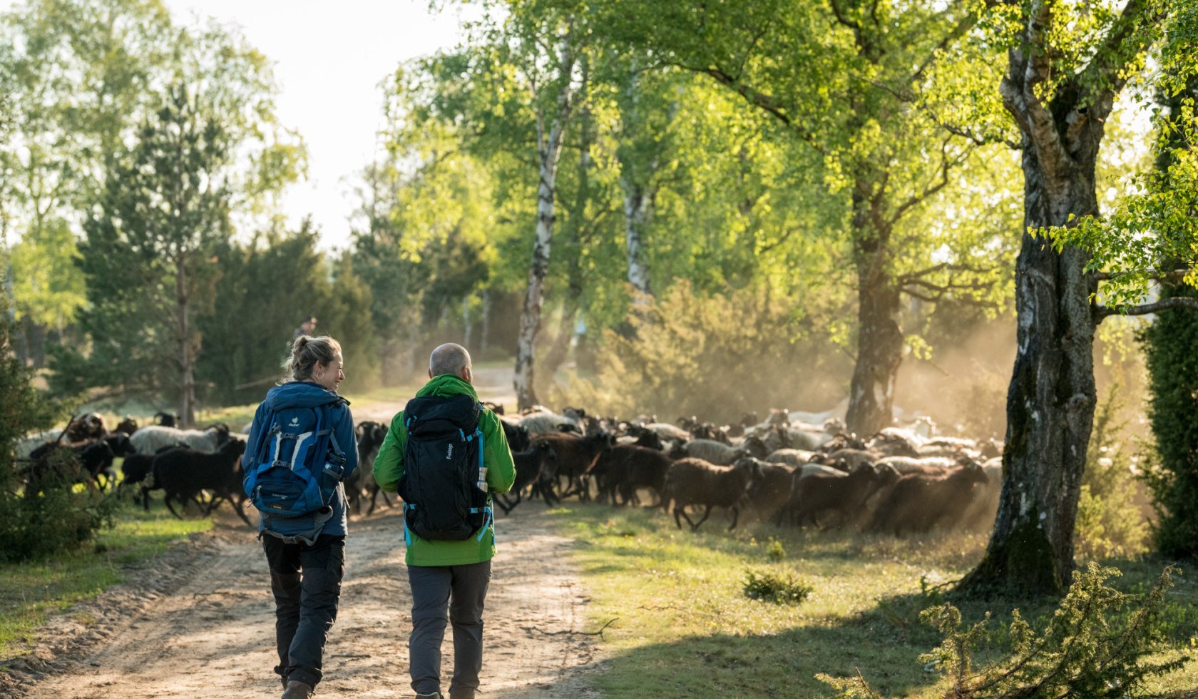 Hiking couple meets a herd of heathens in the Oberhoher Heide , © Lüneburger Heide GmbH
