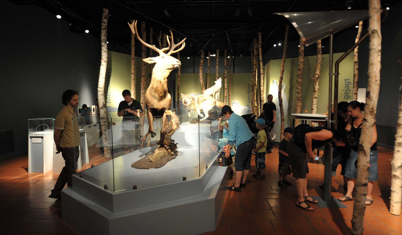 Adventure exhibition in the main building of the Wolf Center, © Wolfcenter Dörverden