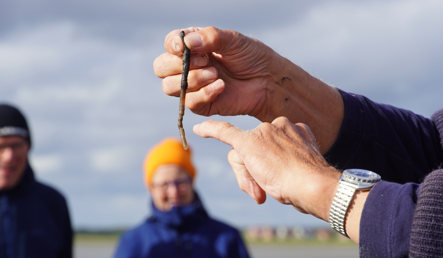 Lugworm from the North Sea, © AdobeStock_389751471