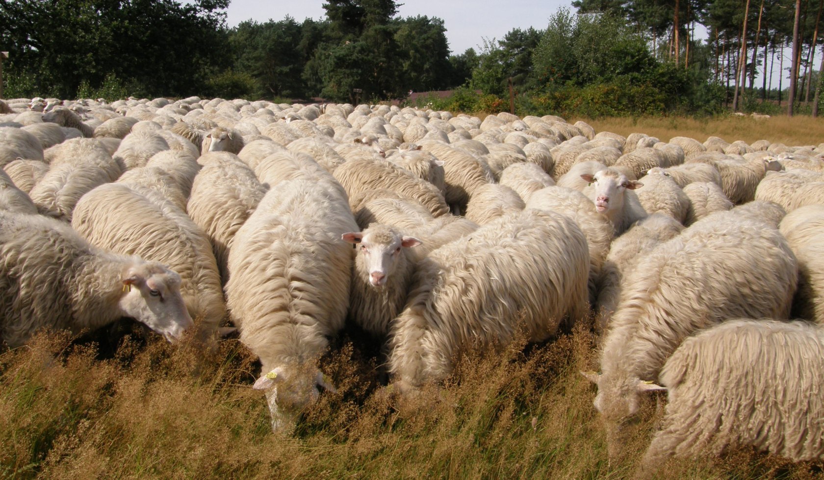 Sheep, © DümmerWeserLand-Touristik / Rolf Hedemann