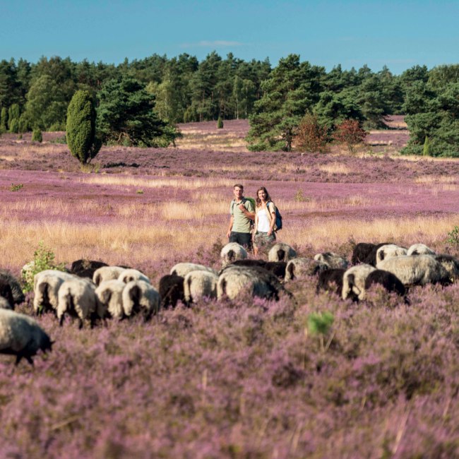 Hiking at Büsenbachtal, © Lüneburger Heide GmbH/ Dominik Ketz