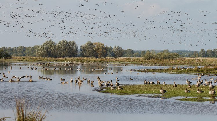 Bird migration, © Naturpark Steinhuder Meer, Region Hannover/ Bernd Wolter