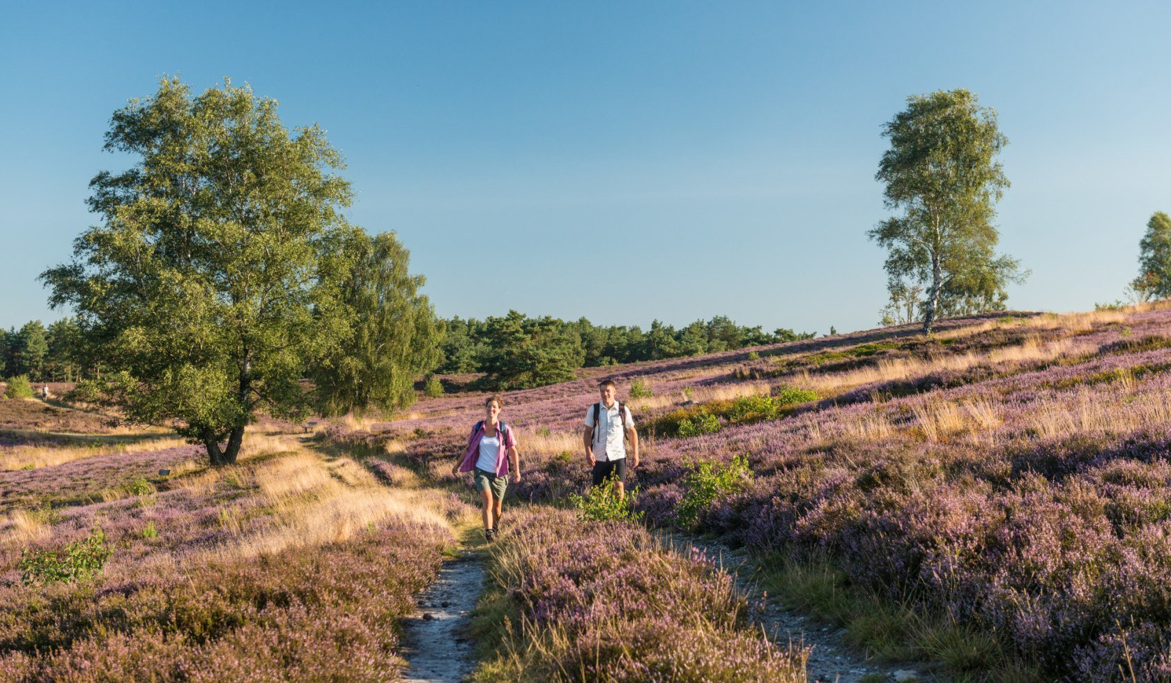 Heidschnuckenweg at Brunsberg in the Lüneburg Heath, © Lüneburger Heide GmbH