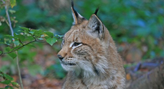 The lux is back in the Harz mountain, © Nationalpark Harz / Siegfried Richter