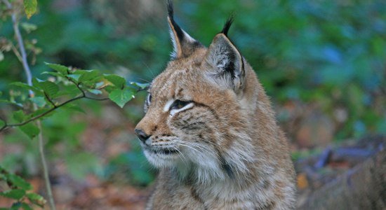 The lux is back in the Harz mountain, © Nationalpark Harz / Siegfried Richter