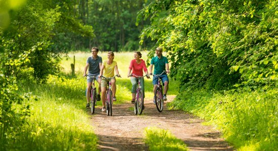 View of four cyclists in the Uelzen heathland region, © Lüneburger Heide GmbH/ Dominik Ketz