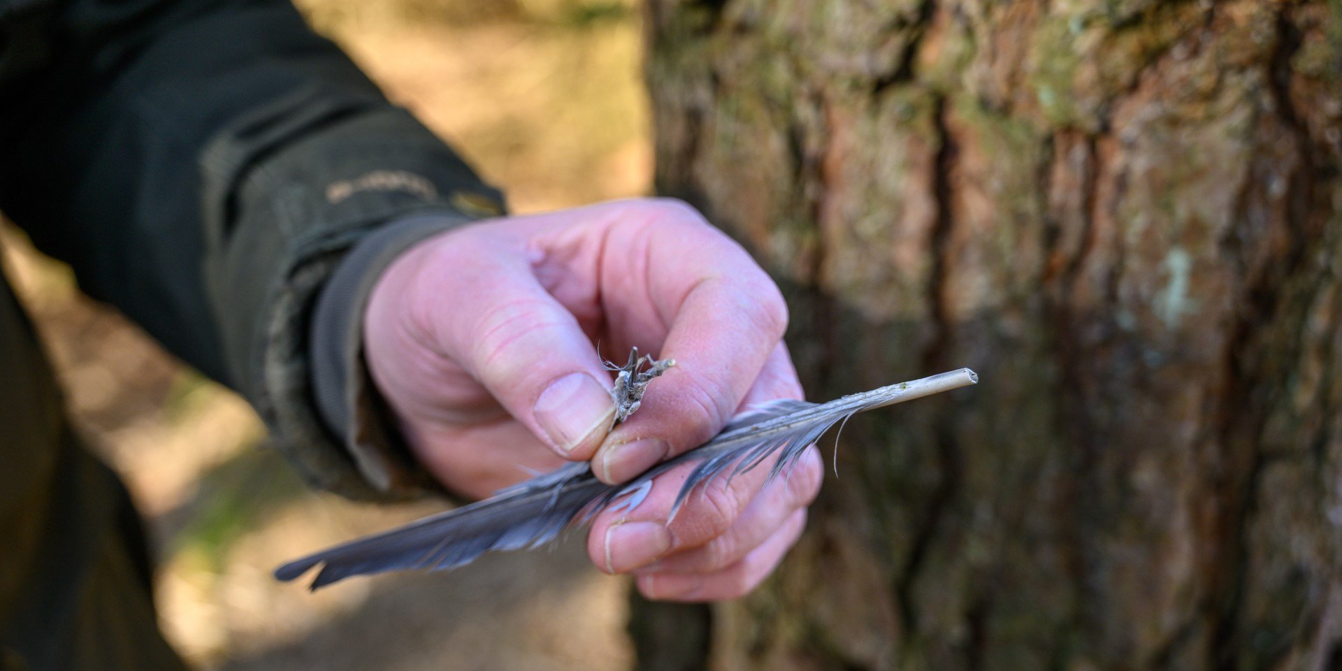 Hermannsburg_Clywd_Owen_Bushcraft_Faehrtensuchen_CC0_Karjetta_20250319_3, © Lüneburger Heide GmbH/Dennis Karjetta