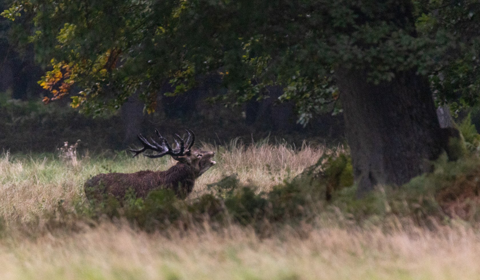 suedheide_hirschbrunft_rotwild_herbst_ccbysa_tl_20210923-3, © Lüneburger Heide GmbH