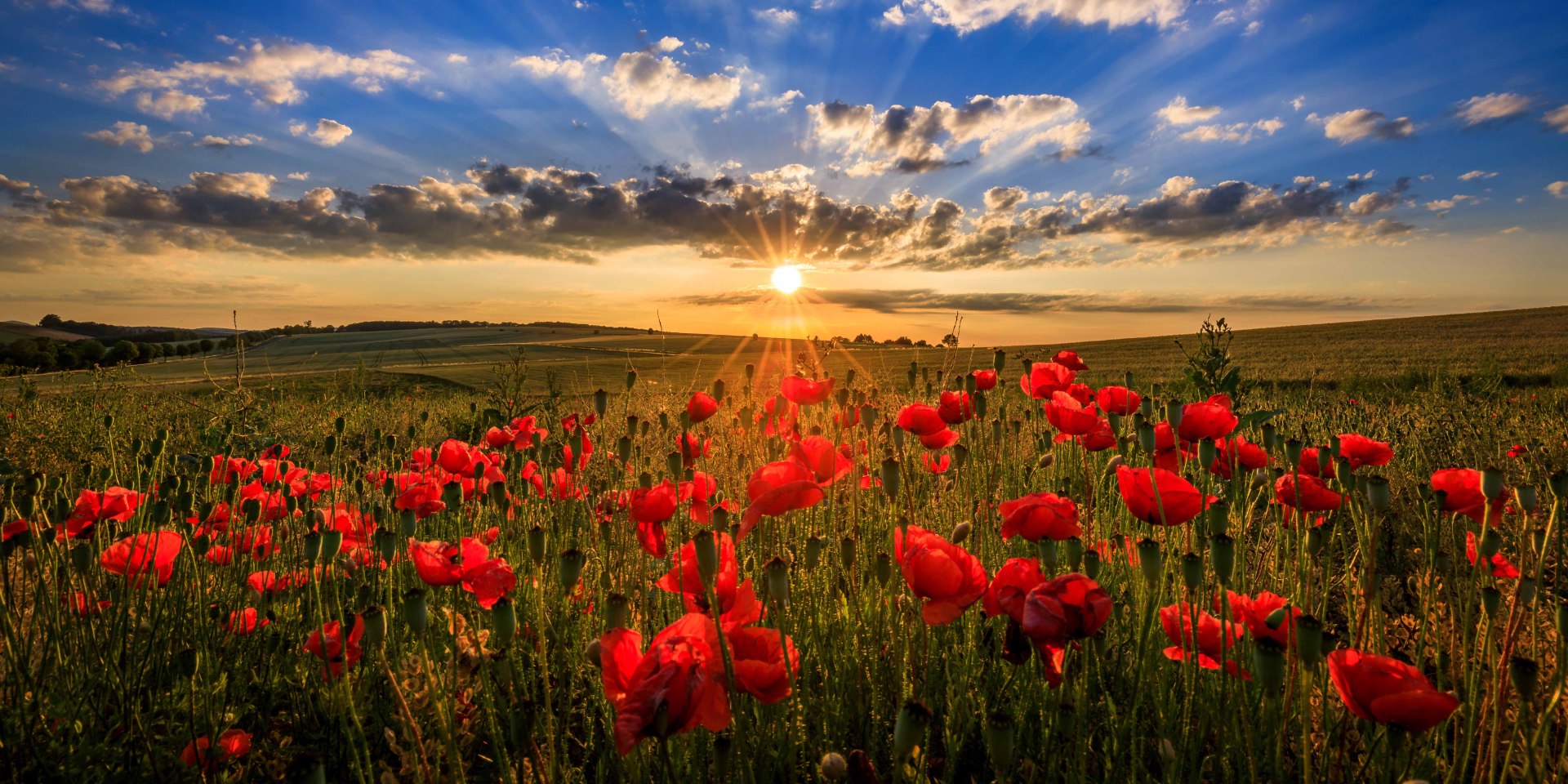 Low sun over poppies and cereal fields, © TMN / Lars Gerhardts