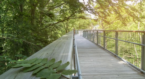 Harz treetop path, © Baumwipfelpfad Harz/ Franziska Pönisch