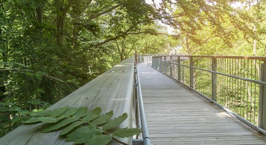 Harz treetop path, © Baumwipfelpfad Harz/ Franziska Pönisch