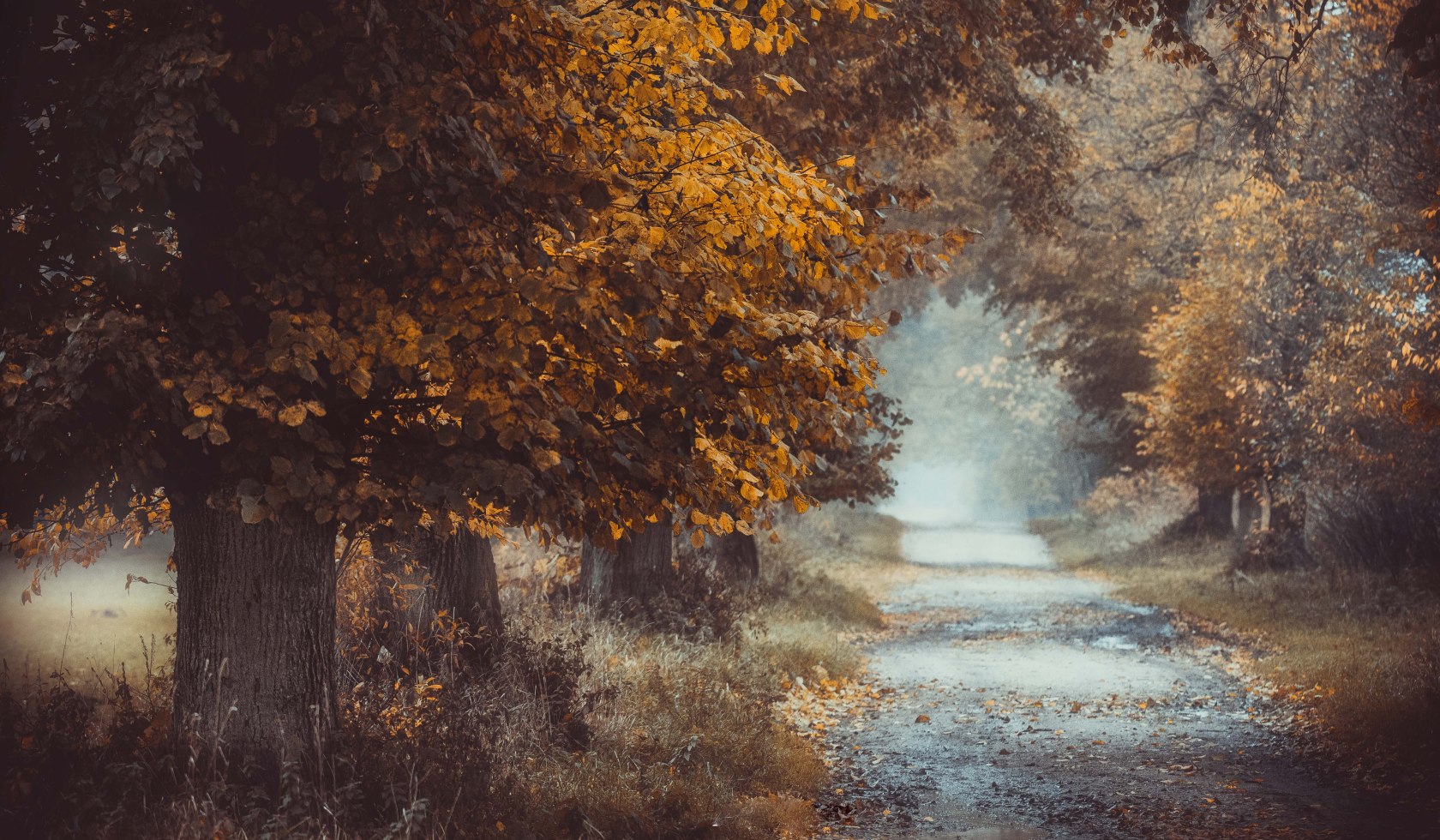 Deciduous trees along the way in the Hümmling nature park, © Emsland Tourismus GmbH / Anja Poker