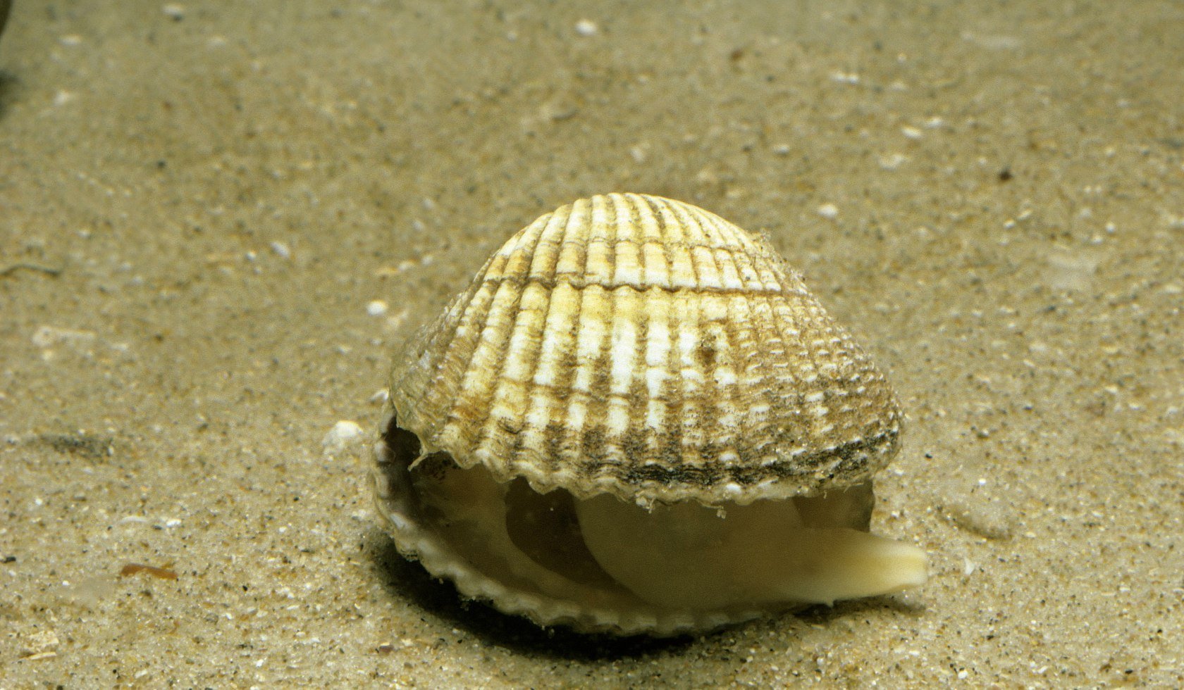 a cockle, © AdobeStock_371254735