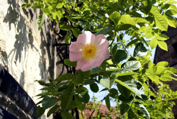 The Thousand-year Rose, © Hildesheim Marketing GmbH