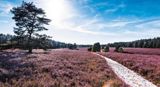 View of the Misselhorn Heath, © Lüneburger Heide GmbH