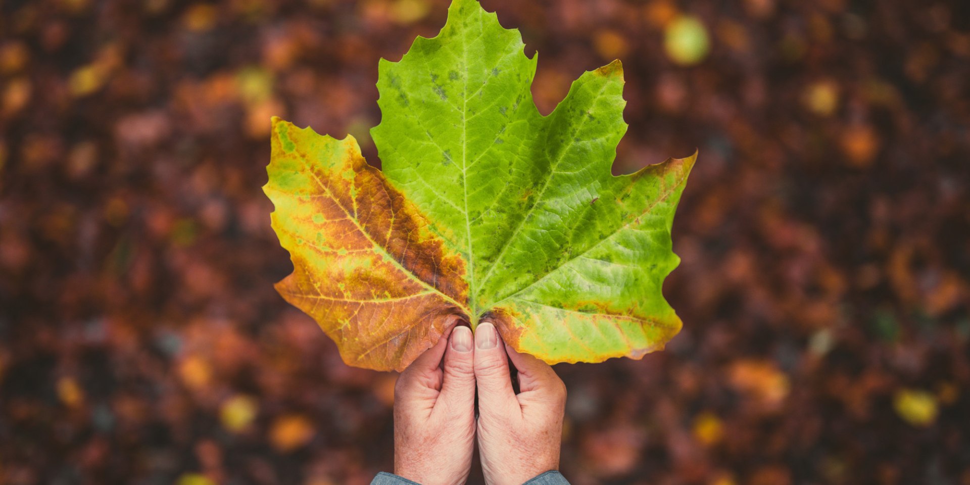 Autumn leaf in a hand, © TMN/Alex Kaßner