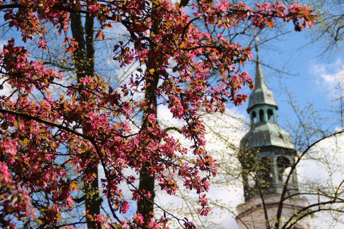  Cherry blossoms in front of the city church, © Celle Tourismus und Marketing GmbH / K. Behre
