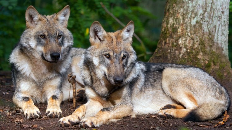 two wolves in Wolfcenter Dörverden, © www.wolfcenter.de