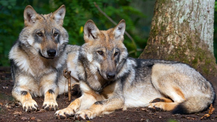 two wolves in Wolfcenter Dörverden, © www.wolfcenter.de two wolves in Wolfcenter Dörverden, © www.wolfcenter.de