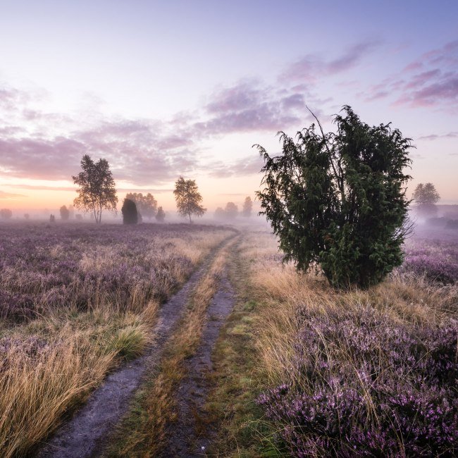 Sunrise in the blooming Schmarbecker Heide, © Lüneburger Heide GmbH / Markus Tiemann