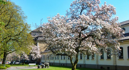 Kurpark in front of the Kurmittelhaus in Bad Rothenfelde, © Tourismusverband Osnabrücker Land e.V. Kurpark in front of the Kurmittelhaus in Bad Rothenfelde, © Tourismusverband Osnabrücker Land e.V.