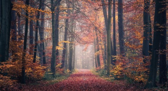 autumn forest, © Kai Hornung