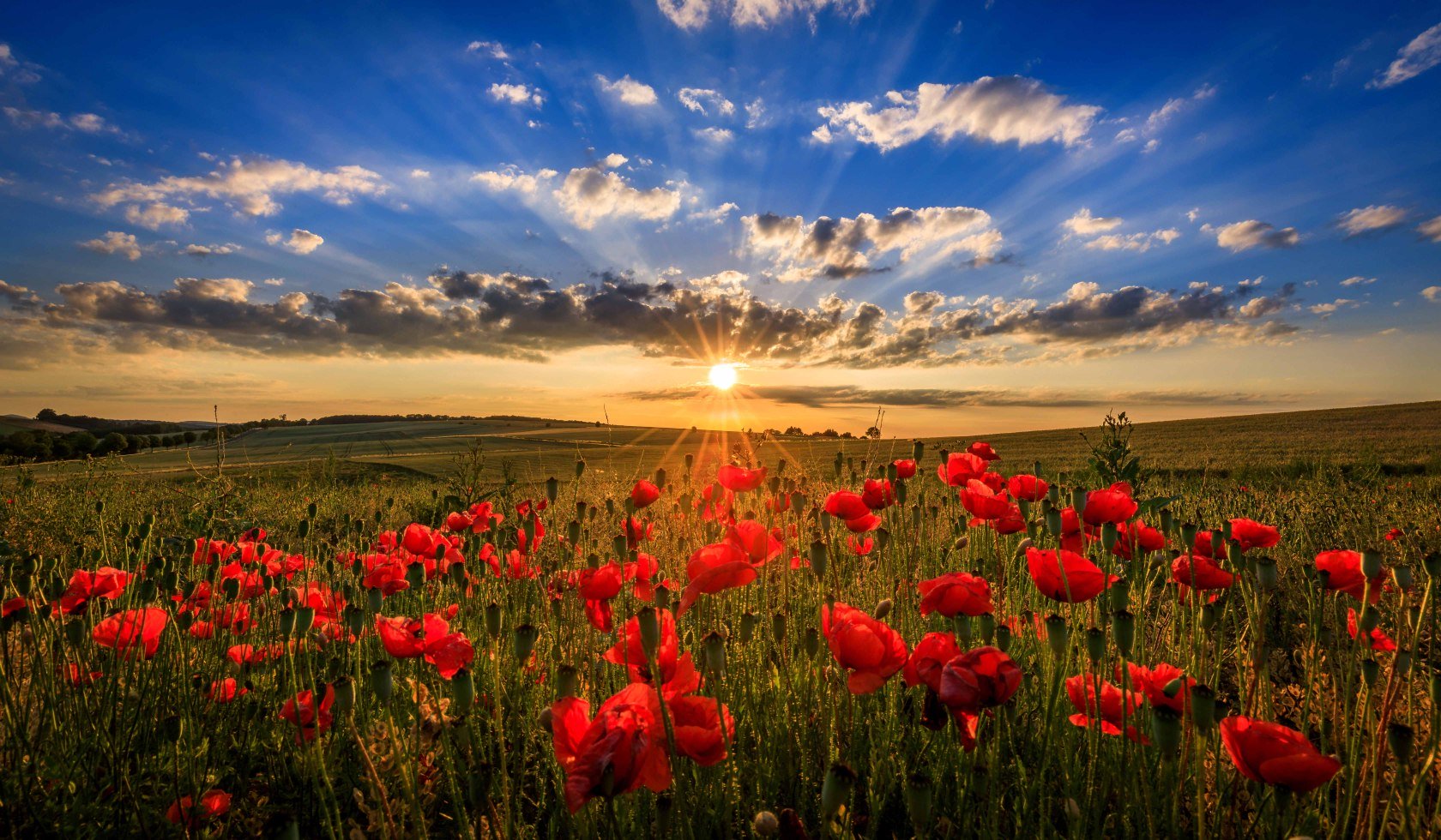 Low sun over poppies and cereal fields, © TMN / Lars Gerhardts