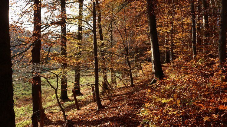 Herbst im Waltersbachtal, © GeTour GmbH