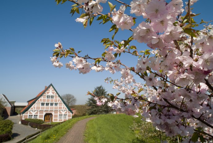 Cherry blossom with half-timbered, © Tourismusverein Altes Land e.V.