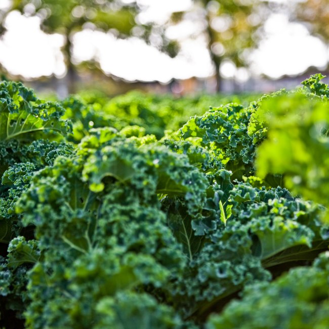 Kale field, © Tourismusmarketing Niedersachsen GmbH