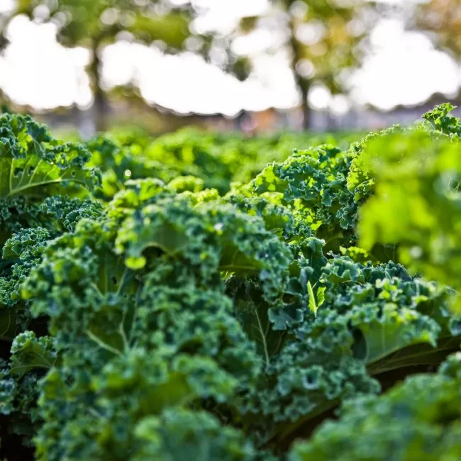 Kale field, © Tourismusmarketing Niedersachsen GmbH