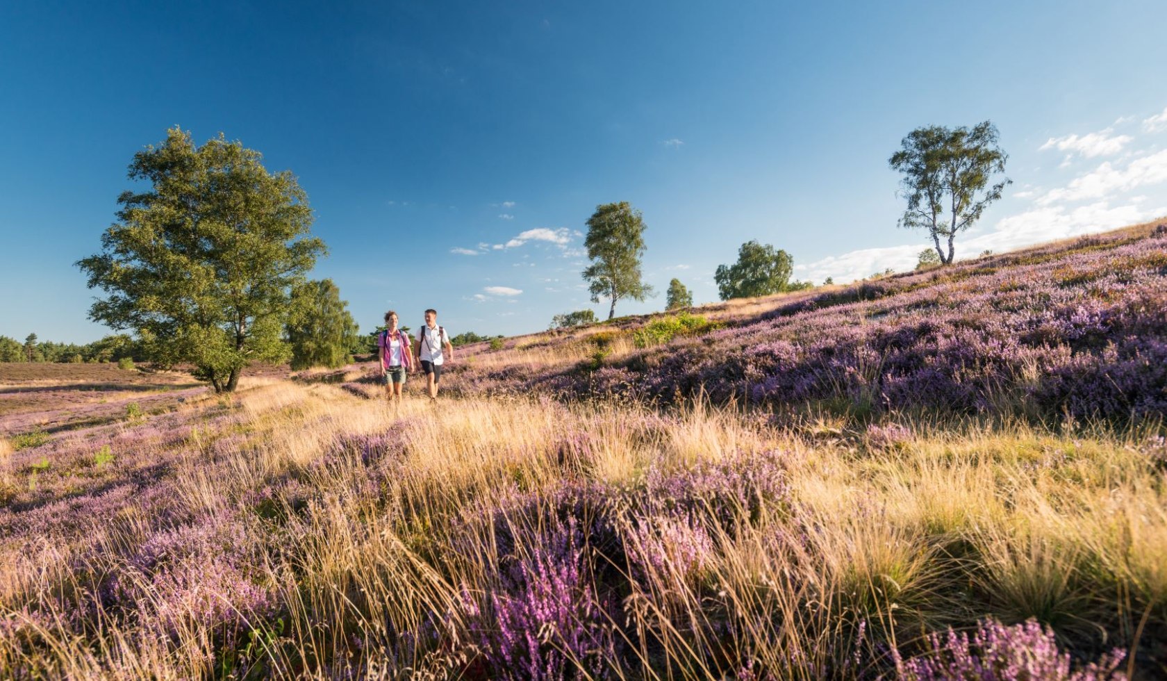 Hiking in the Lüneburg Heath, © Tourismusmarketing Niedersachsen GmbH 