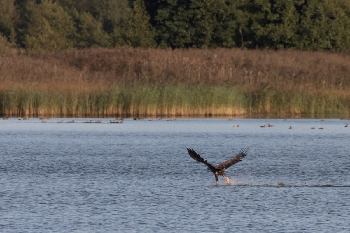White-tailed eagle at the Steinhuder Meer, © Bernd Wolter