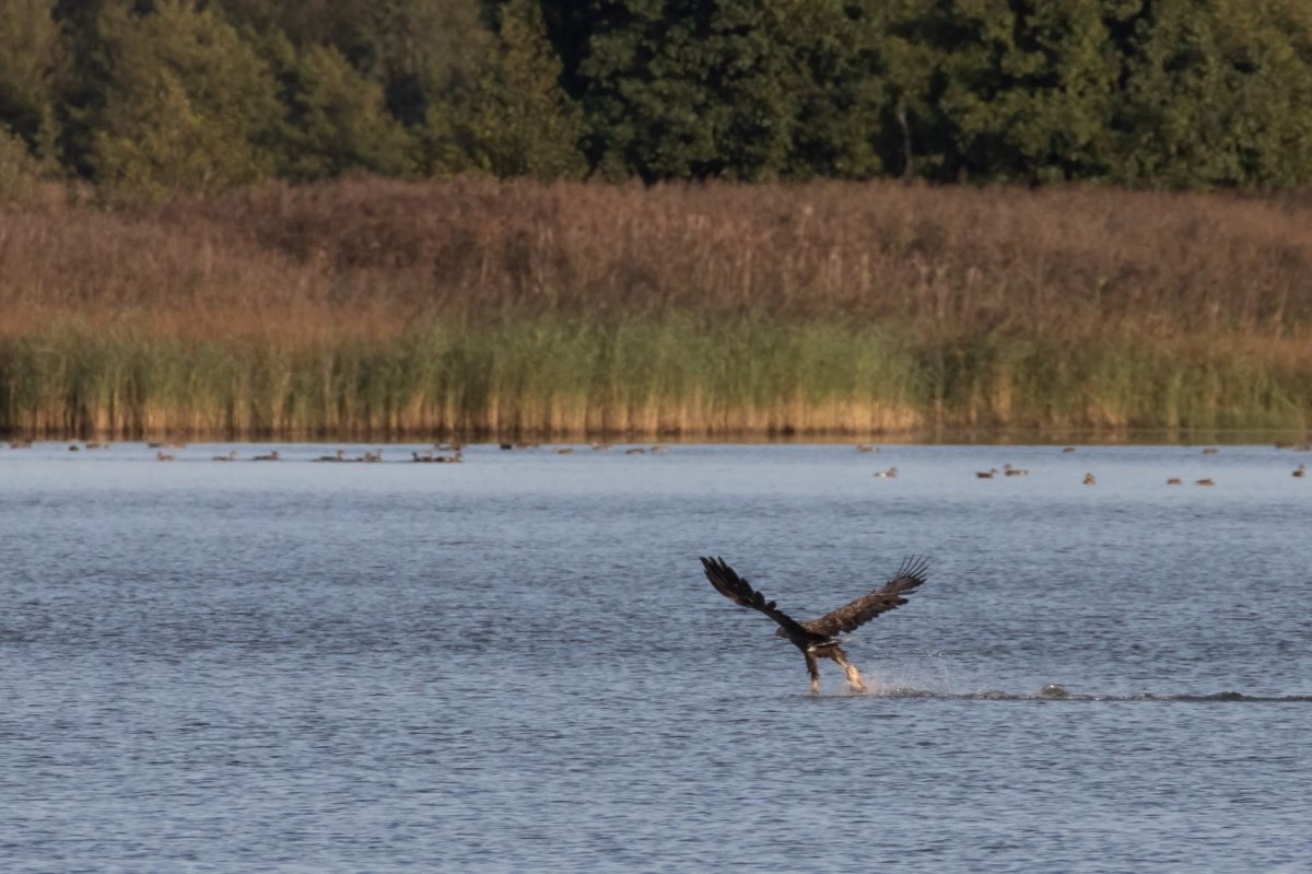 White-tailed eagle at the Steinhuder Meer, © Bernd Wolter White-tailed eagle at the Steinhuder Meer, © Bernd Wolter