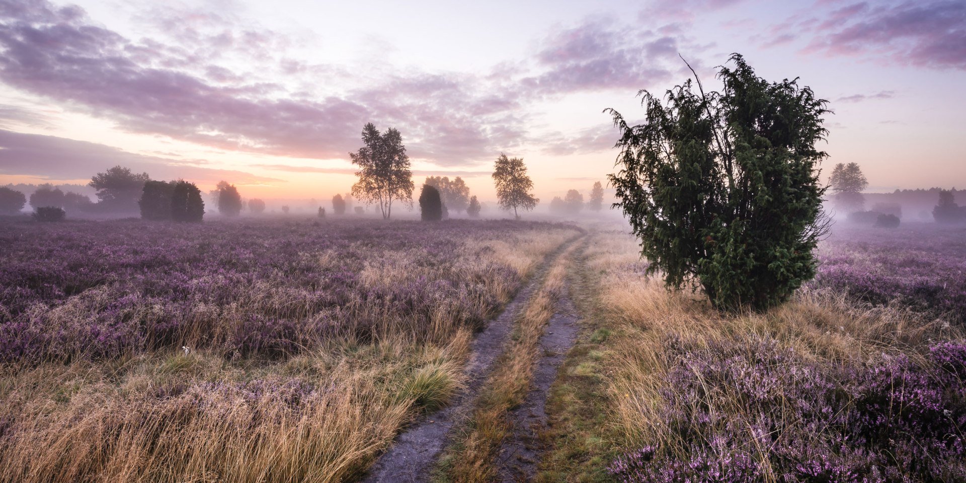 Sunrise in the blooming Schmarbecker Heide, © Lüneburger Heide GmbH / Markus Tiemann