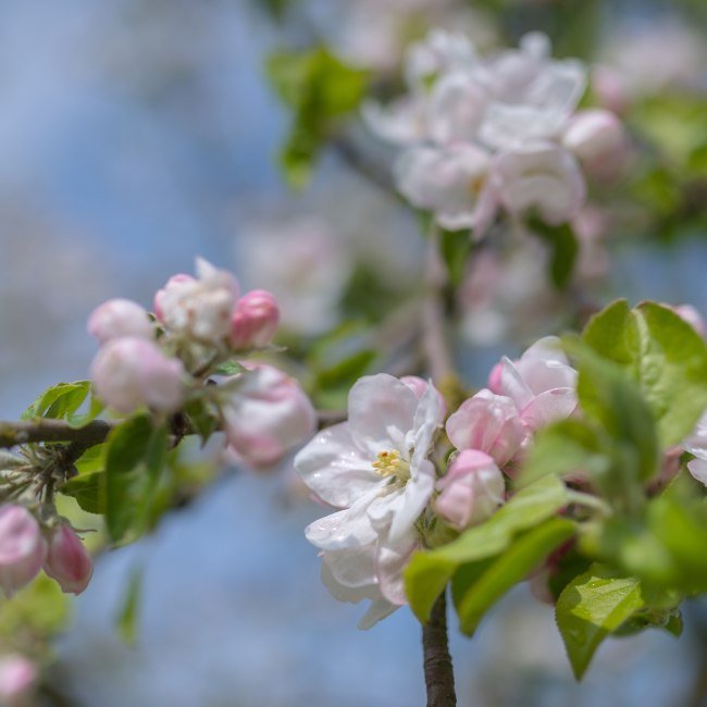 Blüte