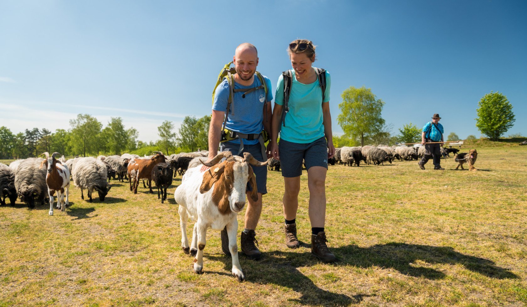 Hiking couple with goats and Heidschnucken in the Lüneburg Heath , © Lüneburger Heide GmbH