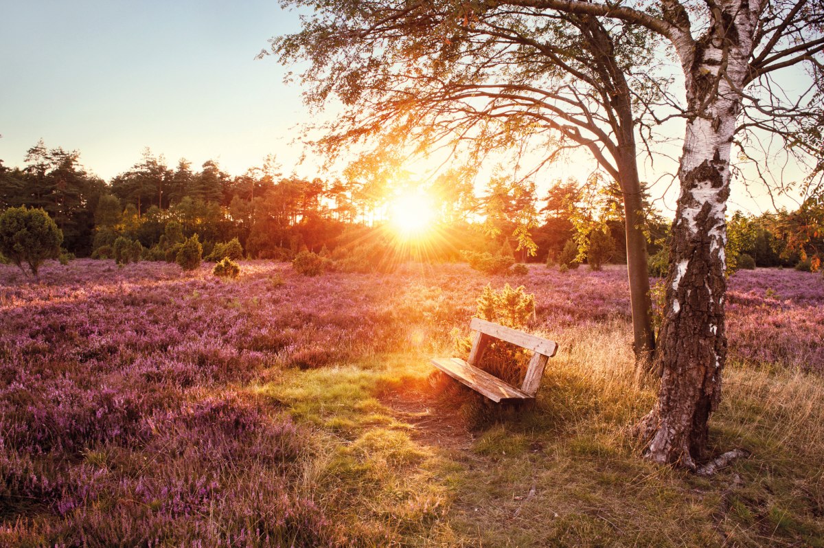 a bank in the Lüneburg Heath , © Lüneburger Heide GmbH