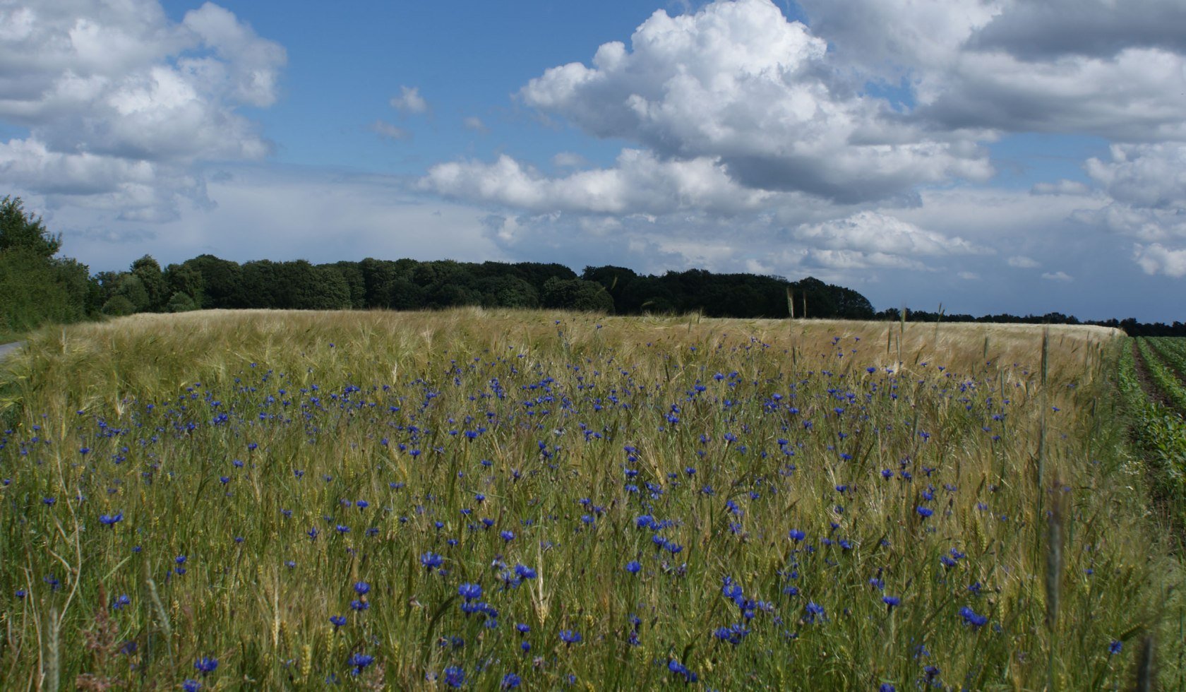 Cornflower Field, © Jörg Guhn