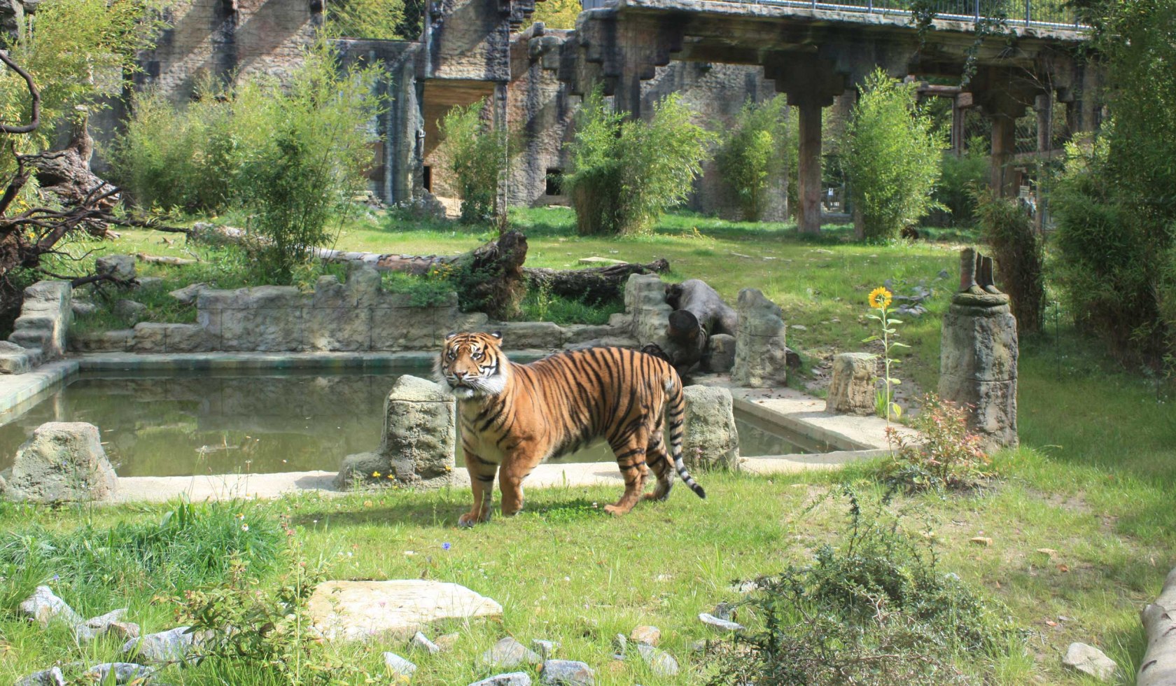 Tiger temple at the Osnabrück Zoo, © Zoo Osnabrück