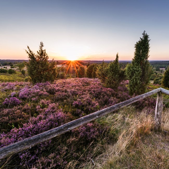 Wilseder Berg, © Lüneburger Heide GmbH/ Markus Tiemann