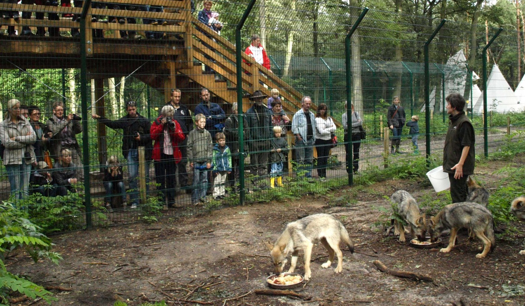 Feeding the hand-raised wolves, © Wolfcenter Dörverden