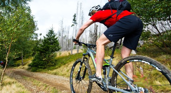 Mountain biker on an ascent in the Harz, © TMN/Maruba b.V. Sports Publishers