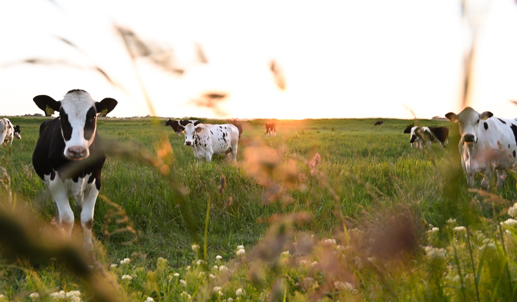 Cows on a meadow in Leer, © Stadt Leer / L. Klemmer